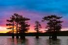 Bald cypress trees silhouetted at sunrise in southern swamp, Caddo Lake, Texas. Art Print